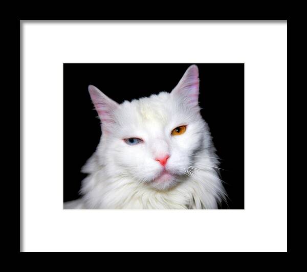 Turkish Angora Framed Print featuring the photograph Turkish Angora by Aurelio Zucco