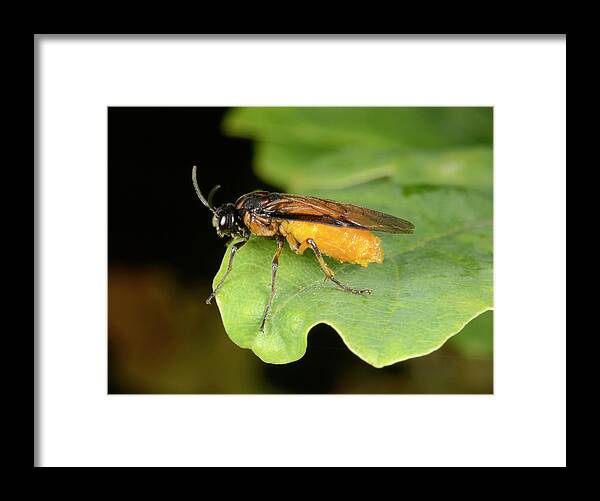 Animal Framed Print featuring the photograph Turnip Sawfly by Nigel Downer