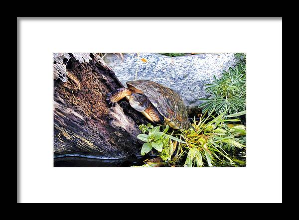 Turtle Framed Print featuring the photograph Turtle 1 by Dawn Eshelman