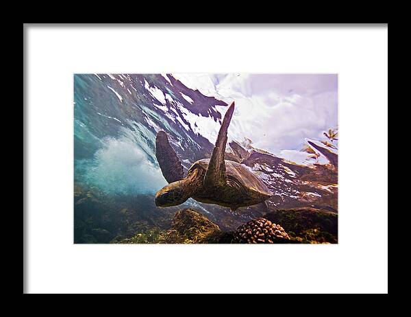 Underwater Framed Print featuring the photograph Turtle by Douglas Klug