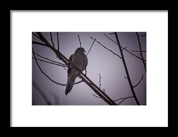 Bird Framed Print featuring the photograph Turtle Dove by Christina Durity