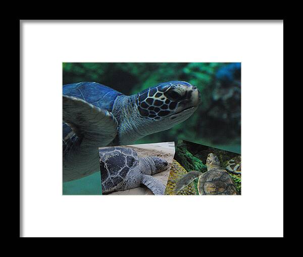 Shell Framed Print featuring the photograph Turtle Friends by Amanda Eberly
