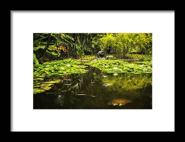 Lily Pond Framed Print featuring the photograph Turtle in a Lily Pond by Belinda Greb