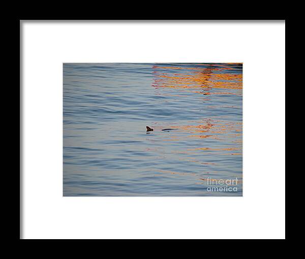 Maui Framed Print featuring the photograph Turtle by Michael Krek
