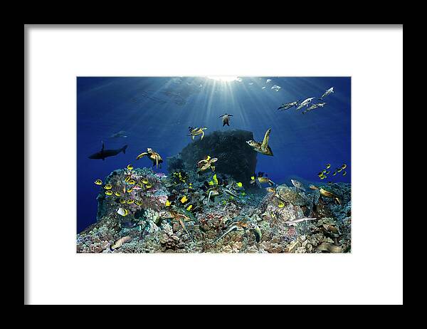 Marine Framed Print featuring the photograph Turtle pinnacle by Artesub