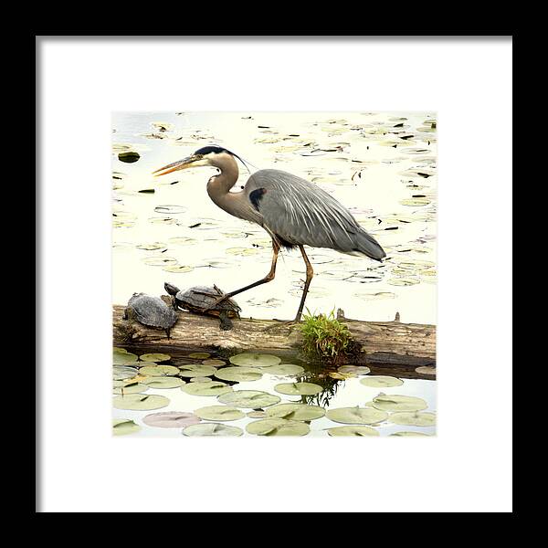 Heron Framed Print featuring the photograph Turtle StompingHeron by Jerry Cahill