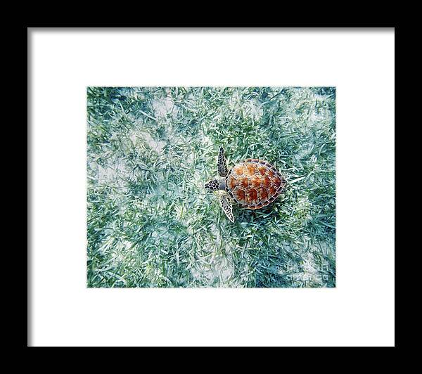 Animal Art Framed Print featuring the photograph Turtle Underwater Scene by M Swiet Productions