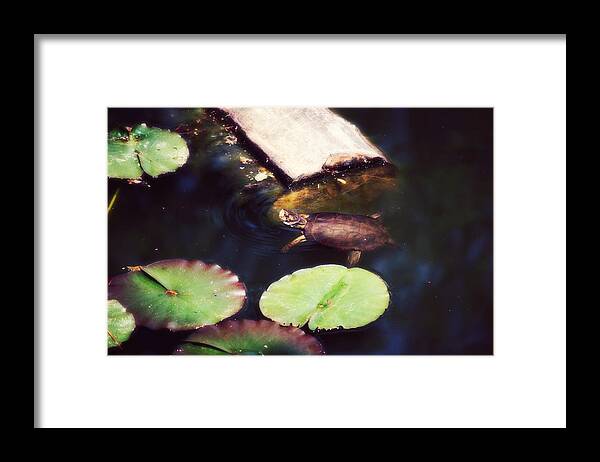 Turtle Framed Print featuring the photograph Turtling Around by Melanie Lankford Photography