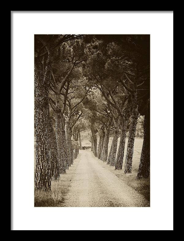 Tuscan Framed Print featuring the photograph Tuscan pines by Hugh Smith