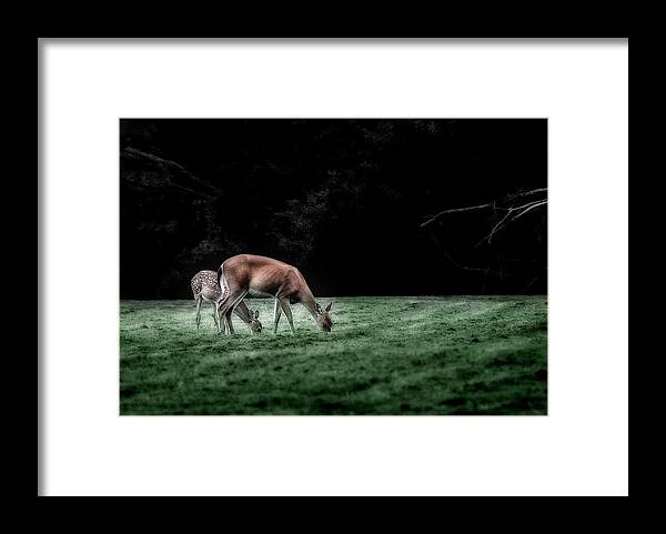Deer Framed Print featuring the photograph Twilight Grazing by Mark Fuller