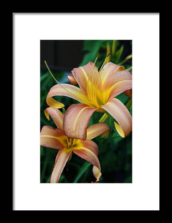 Flora Framed Print featuring the photograph Twin Daylilies by Bruce Bley