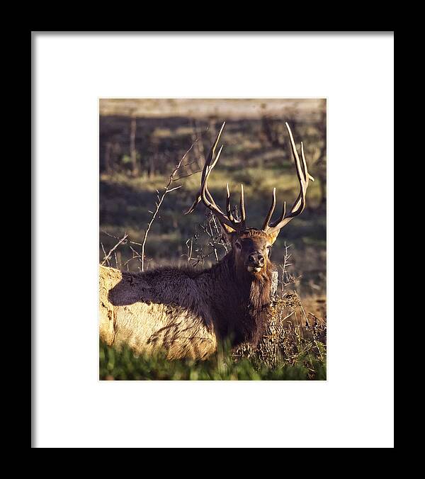 Bull Elk Framed Print featuring the photograph Twin Forks Up Close by Michael Dougherty