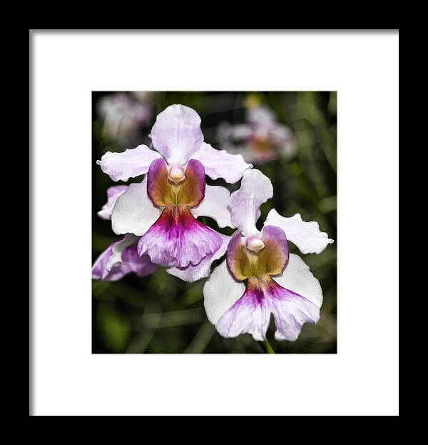 Flowers Framed Print featuring the digital art Twin Orchids by Ray Shiu