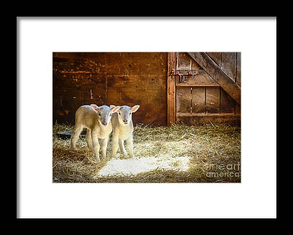 Maine Award Winning Photographers Framed Print featuring the photograph Twins by Alana Ranney