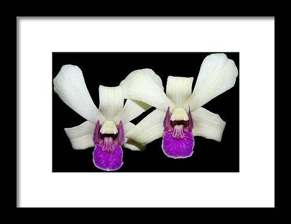 Orchid Framed Print featuring the photograph Twins by Judy Vincent