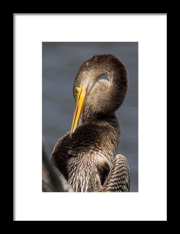 Anhinga Framed Print featuring the photograph Twisted Bird by Alan Raasch