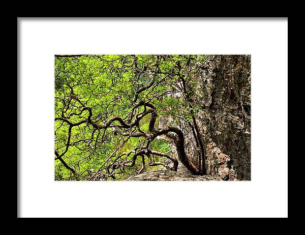 Twisted Tree Framed Print featuring the photograph Twisted by Laureen Murtha Menzl