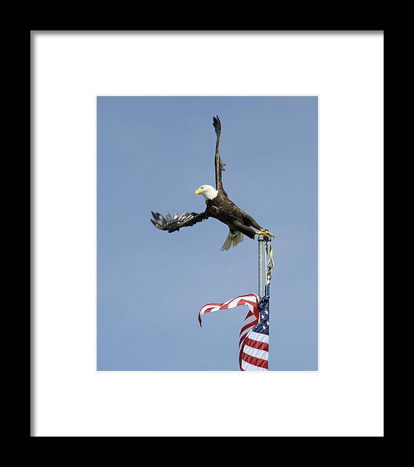 Eagle Framed Print featuring the photograph Twisted Take-Off by Bob VonDrachek