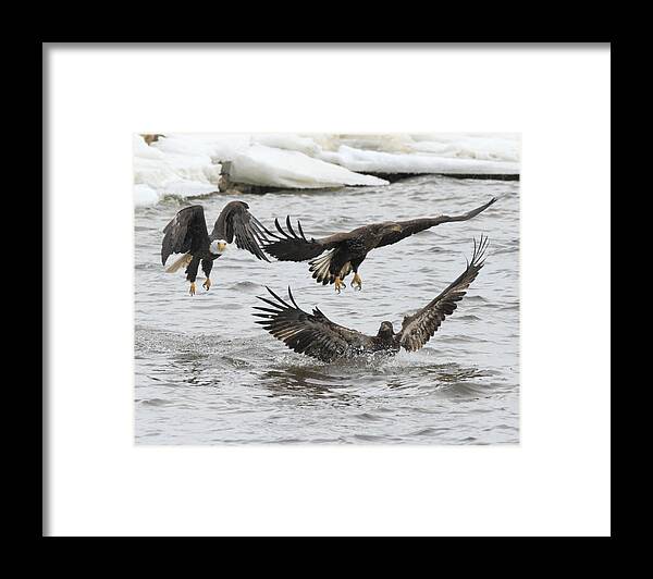 American Bald Eagle Framed Print featuring the photograph Two against One by Coby Cooper