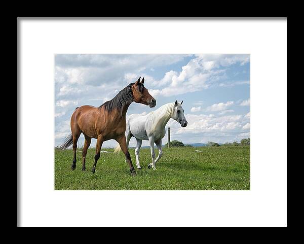 Horse Framed Print featuring the photograph Two Arabian Horses Looking In Open by Catnap72
