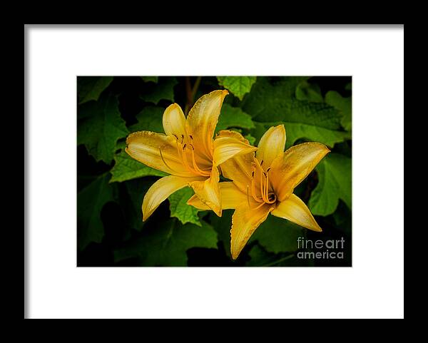 Flora Framed Print featuring the photograph Two Are Better Than One by Dave Bosse
