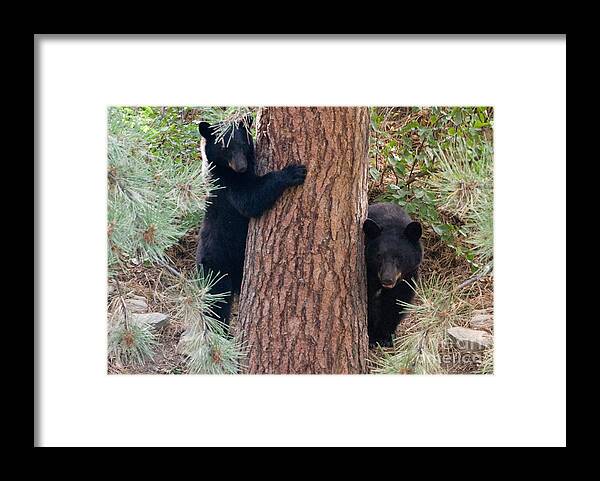Black Bear Framed Print featuring the photograph Two Bears by Bon and Jim Fillpot