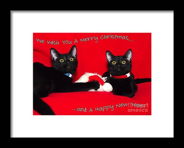 Black Framed Print featuring the photograph two black cats Christmas by Peggy Hughes