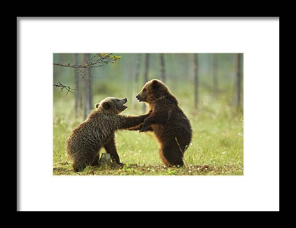 Brown Bear Framed Print featuring the photograph Two Brown Bear Cubs Play Fighting Ursus by David Fettes