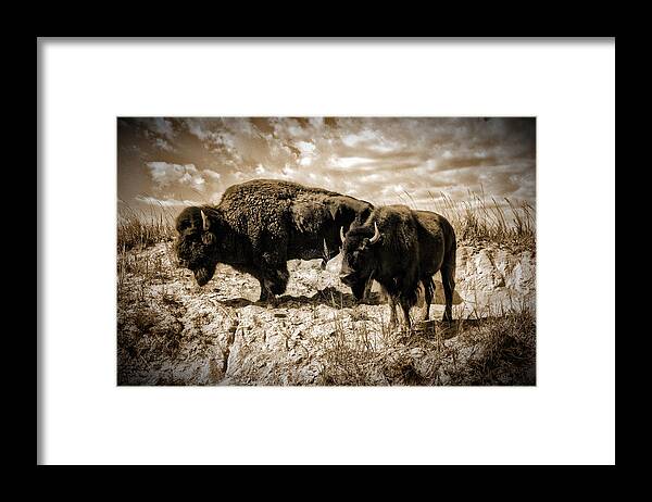 Photograph Framed Print featuring the photograph Two Buffalo by Richard Gehlbach