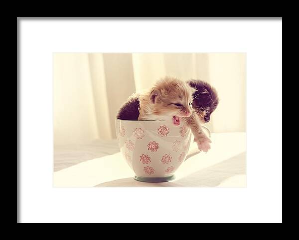 Two Framed Print featuring the photograph Two Cute Kittens in a Cup by Spikey Mouse Photography