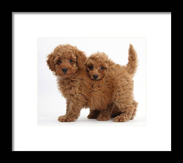 Nature Framed Print featuring the photograph Two Cute Red Toy Poodle Puppies by Mark Taylor