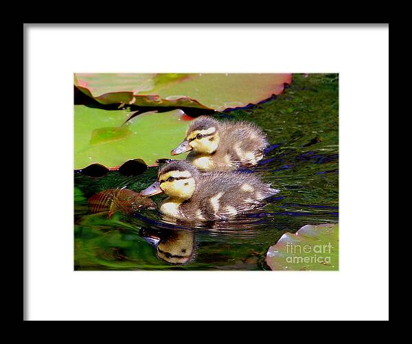 Ducklings Framed Print featuring the photograph Two Ducklings by Amanda Mohler