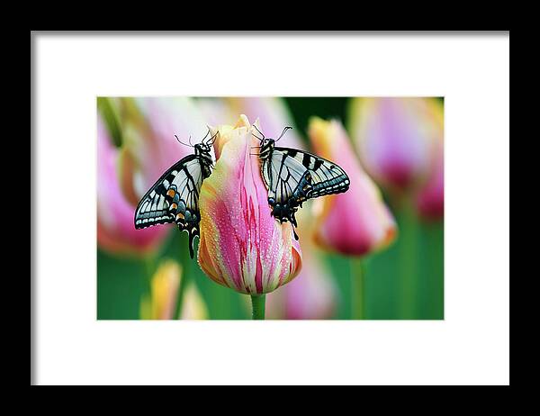 Butterfly Framed Print featuring the photograph Two Eastern Tiger Swallowtail by Jaynes Gallery