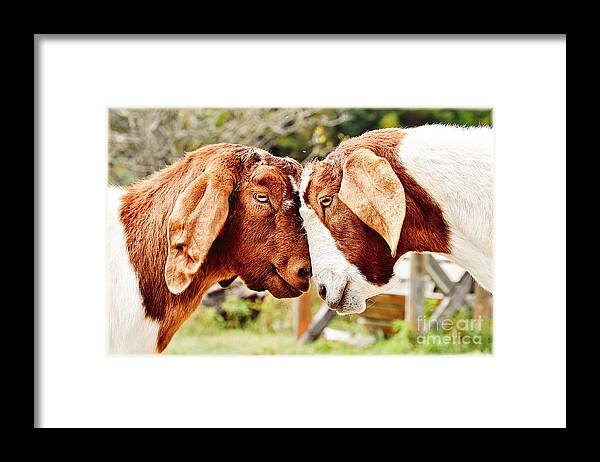 Animals Framed Print featuring the photograph Two heads are better than one by Cheryl Baxter