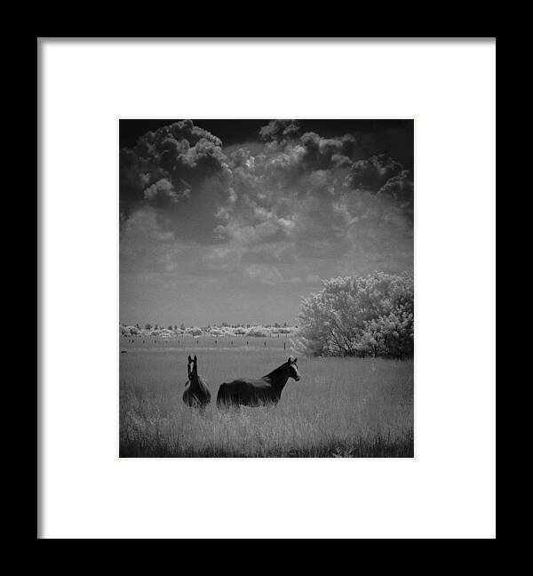 Horse Framed Print featuring the photograph Two Horses by Bradley R Youngberg