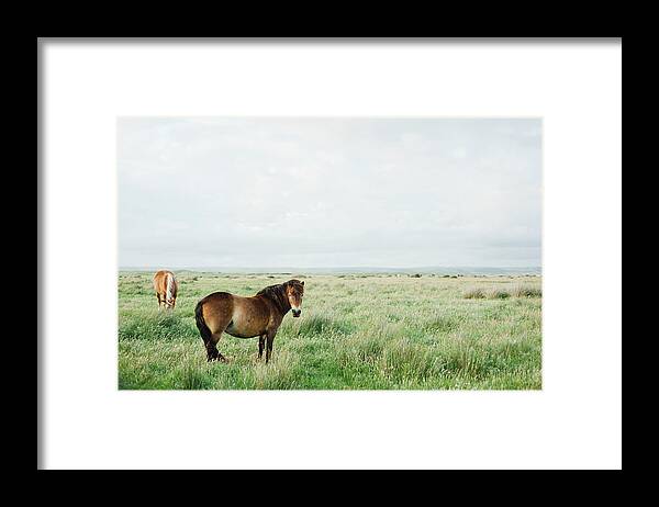 Horse Framed Print featuring the photograph Two Horses In Field by Suzanne Marshall