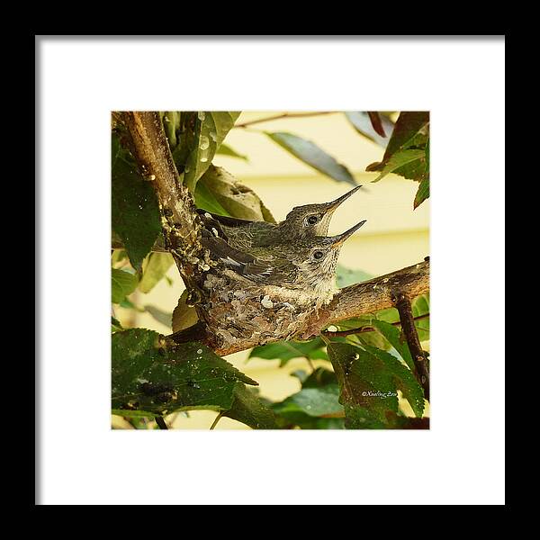 The Hummingbird Framed Print featuring the photograph Two Hummingbird Babies in a Nest 2 by Xueling Zou