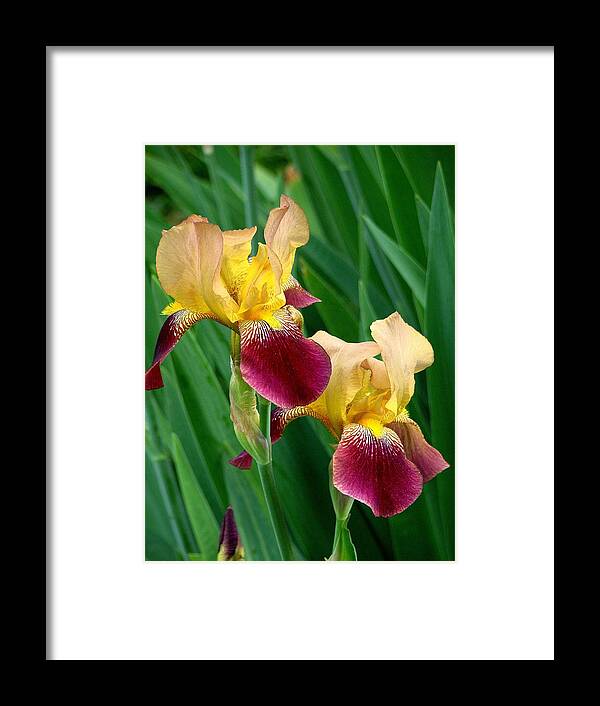 Fine Art Framed Print featuring the photograph Two Iris by Rodney Lee Williams