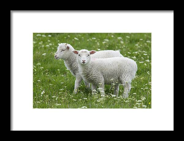 Flpa Framed Print featuring the photograph Two Lambs In Pasture Shetland Islands by Bill Coster