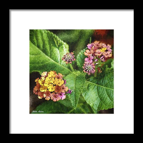 Lantana Framed Print featuring the photograph Two Lantana by Don Vine