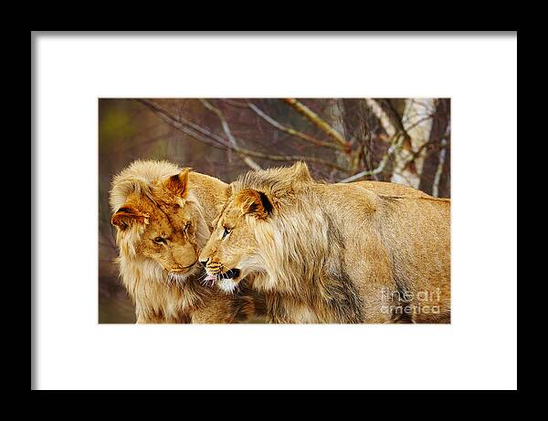 Closeup Framed Print featuring the photograph Two lions close together by Nick Biemans