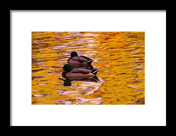 Ducks Framed Print featuring the photograph Two mallards on golden water by Jeff Swan