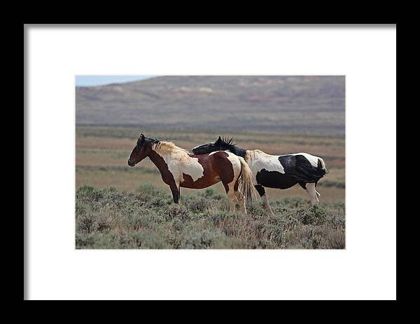 Mustang Framed Print featuring the photograph Two Mustangs in Wyoming by Jean Clark