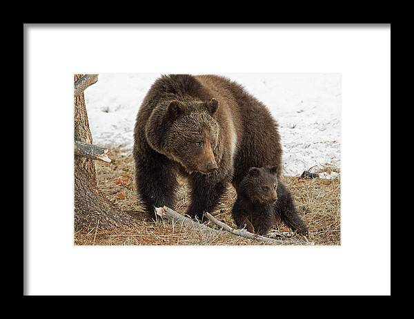 Grizzly Bear Framed Print featuring the photograph Two of a Kind by Sandy Sisti