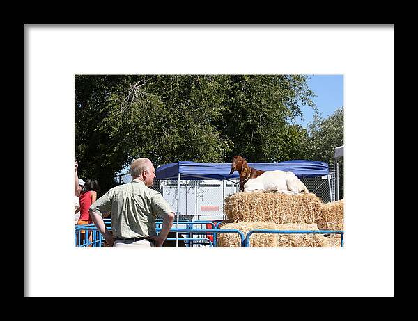 Goat Framed Print featuring the photograph Two old goats by Cynthia Marcopulos