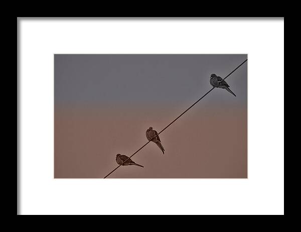 Doves Framed Print featuring the photograph Two Plus One by Beth Venner