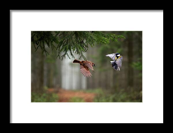 Birds Framed Print featuring the photograph Two by P?ter Bogn?r