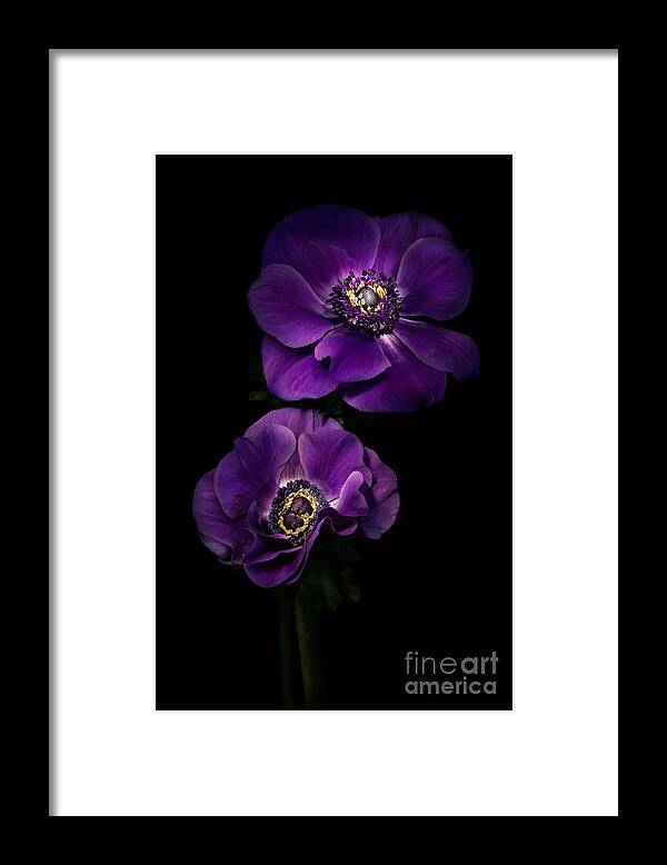 Anemone Framed Print featuring the photograph Two Purple Anemones by Ann Garrett