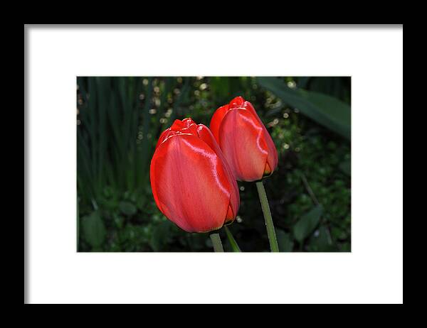 Red Tulips Framed Print featuring the photograph Two red tulips by Diane Lent