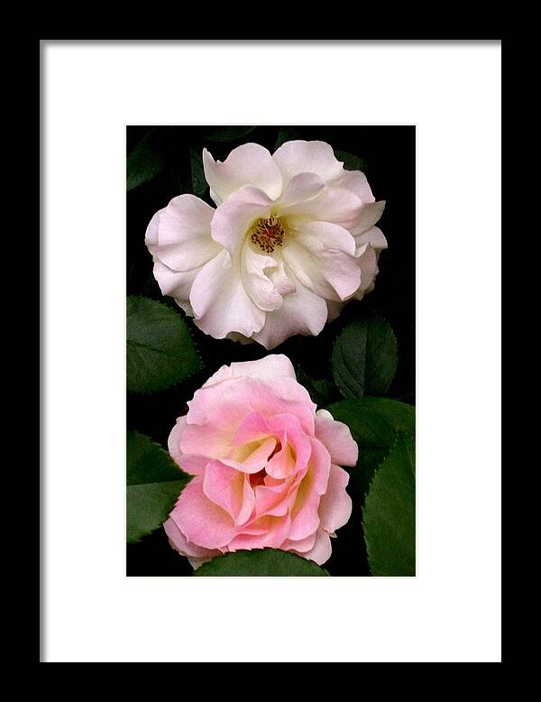 Photography Framed Print featuring the photograph 'Two Roses' by Liza Dey